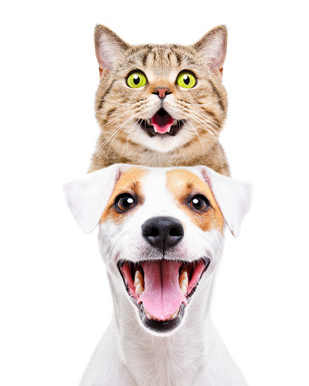 any card cat dog feline canine cute picture jack russell blank