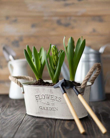 flower pot any card plants gardening picture blank