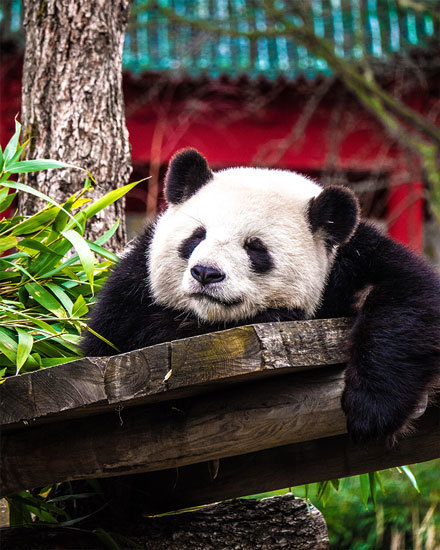 any card panda bear resting cute picture blank