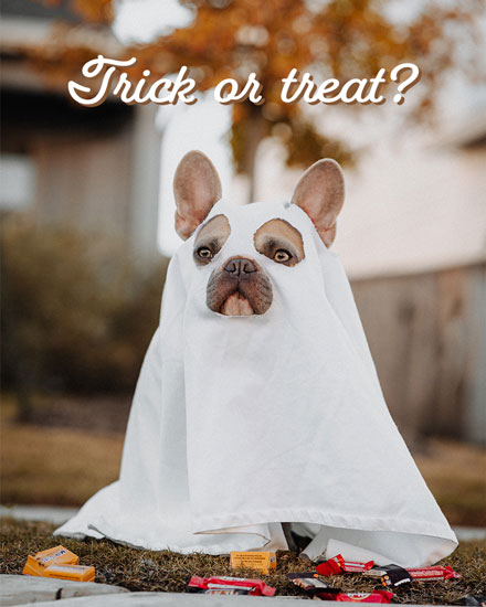 Bulldog in ghost costume with candies, autumn background, playful Halloween theme.