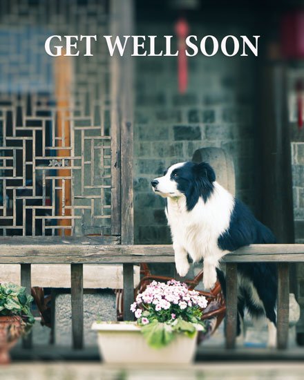 get well soon card dog waiting picture photo image border collie illness