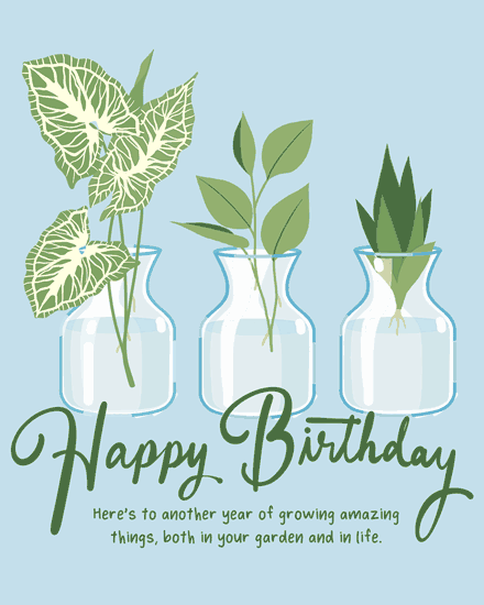 birthday rooting plant gardening leaves grow vase
