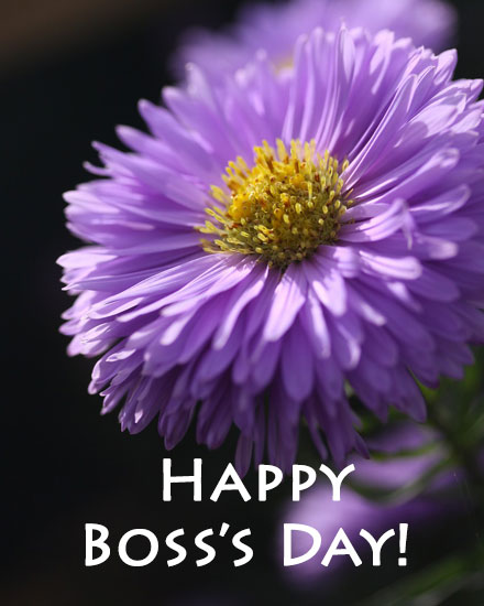 boss's day holiday card boss day purple aster picture