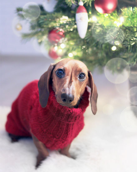 holiday season holiday card dachshund christmas sweater picture photo image jumpers