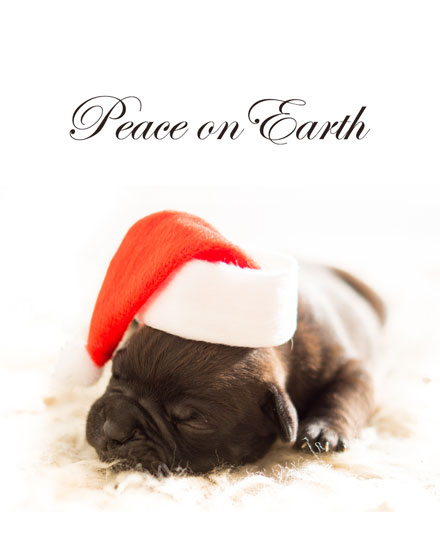 holiday season holiday card peace on earth pup dog picture photo image