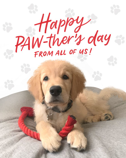 father's day fathers day card happy paw-thers day from all of us dog with collar picture photo image