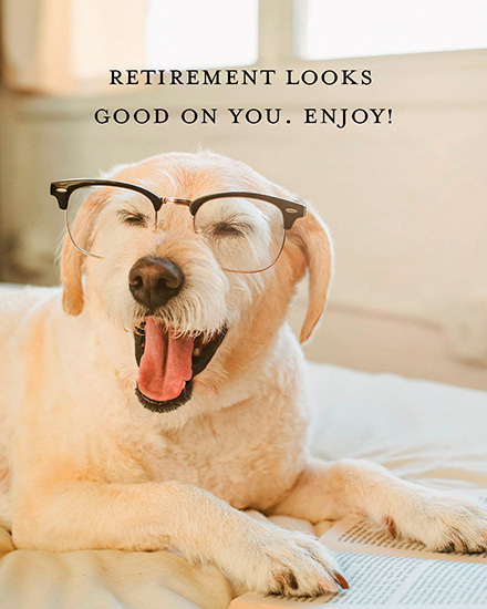 senior labrador retriever good on you retirement card eyeglass dog canine retire retiring retiree retired