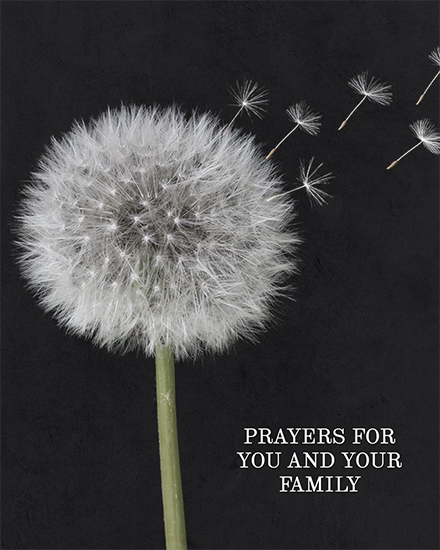 sympathy card dandelion bereavement picture photo image death grief